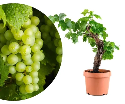 Produktbild von Weinrebe-Bonsai – Vitis vinifera – Topfgröße: 18 cm – Für Innen- und Außenbereich