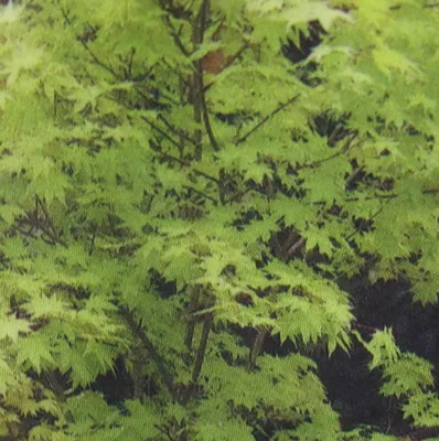 Produktbild von Ahorn palmatum Summer Gold - Japanischer Fächer-Ahorn Summer Gold - 60-80cm