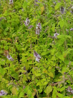 Image de Mentha gattefossei / Menthe de Gattefossé