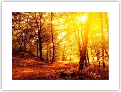 Produktbild von Poster - Poster ohne Rahmen - Wald Baum Natur - 40x30 cm - Wand Bild - Wanddeko - Wandbilder - Kunstposter - Wandposter - Bilder - Kunstdruck - Wanddekoration - Wandbild - P2XAA40x30-3722
