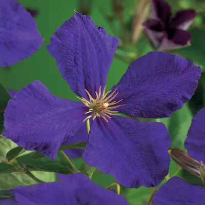 Obrázek produktu pro Popínavá rostlina Clematis Jackmanii – tmavě fialové květy – nenáročná na péči – 2 rostliny – 11 cm, výška 40 cm – do zahrady, na balkon a na pergoly