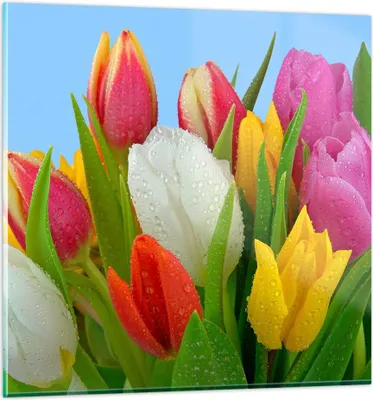 Produktbild von Bilder auf glas - Tulpen Blumenstrauß Blumen Tau - 70x70cm - Glasbilder - Wandbilder - Kunstdruck - zum Aufhängen bereit - Wanddekoration aus Glas - Glas Bilder - Wandbild auf Glas - GAC70x70-2526