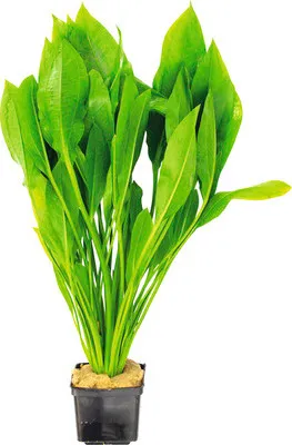 Produktbild von Große Amazonas-Schwertpflanze, Spezies - Echinodorus grisebachii Bleherae, SP