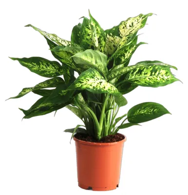 Produktbild von Dieffenbachia Compacta Zimmerpflanze 40cm