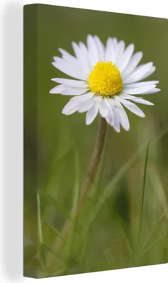 Obrázek produktu pro OneMillionCanvasses® Malba na plátně Nástěnná malba na plátně - Sedmikráska v trávě - 40x60cm