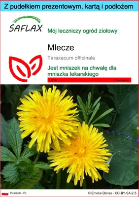 Zdjęcie produktu dla SAFLAX - Zestaw prezentowy - Mlecze - 200 Nasiona - Z pudełkiem upominkowym, etykietą wysyłkową, kartą podarunkową i podłożem uprawowym - Taraxacum officinale