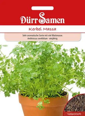 Produktbild von Dürr-Samen - Kerbel Massa - Saatgut - 4384