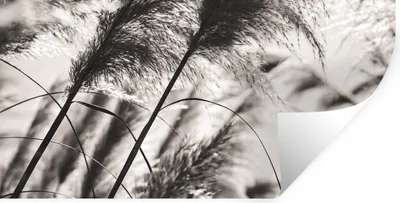 Produktbild von MuchoWow® Wandtattoo Wandsticker Wandaufkleber Pampasgras - Schwarz - Weiß - Pflanze 80x40 cm Selbstklebend und Repositionierbar - Aufkleber