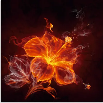Produktbild von ARTland Glasbild Feuerblume Größe: 40x40 cm