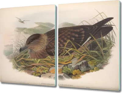 Produktbild von Coloray Kochplattenabdeckung Herdabdeckplatte 2x40x52 cm Hackbrett Schneidebrett Küchenbrett - Vögel Tiere