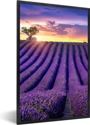 Produktbild von MuchoWow® Gerahmtes Poster Lavendel - Hügel - Sonnenuntergang - Bpmen - Lila 40x60 cm - Poster mit Schwarzem Bilderrahmen Wandposter Rahmen Foto Bilder - Papierdruck - Wandbilder