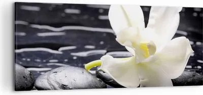 Produktbild von Bild auf Leinwand - Leinwandbild - Spa Orchidee Steine Wasser - 120x50cm - Wand Bild - Wanddeko - Leinwanddruck - Bilder - Kunstdruck - Wanddekoration - Leinwand bilder - Wandkunst - AB120x50-0444