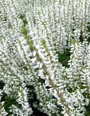 Produktbild von 5 Stück Knospenheide GardenGirls calluna immergrün 15 - 20 cm winterhart