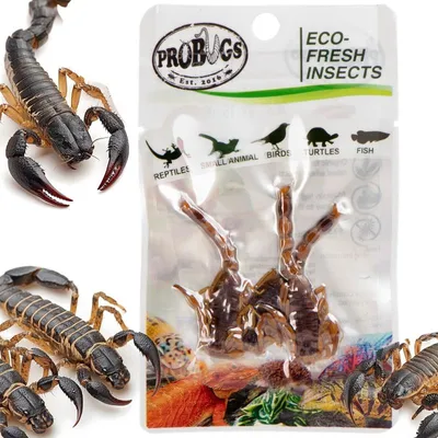 Immagine prodotto di ProBugs Eco-Fresh Scorpions 3pcs - scorpioni freschi ProBugs