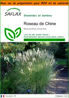 Image de SAFLAX Garden in the bag - Roseau de Chine - 200 graines - Miscanthus