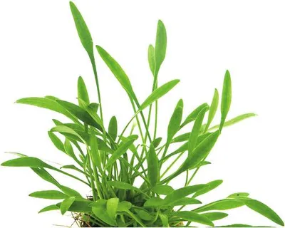 Obrázek produktu pro Vodní rostlina Cryptocoryne parva