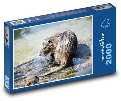 Obrázok produktu pre martinpuzzle - Puzzle 2000 - Divoká ondatra v mokradi