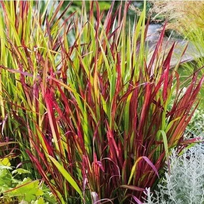 Immagine prodotto di Imperata cilindrica Red Baron 1L