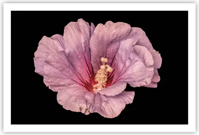Produktbild von Poster - Poster ohne Rahmen - Hibiskus Blume Rosa - 91,5x61 cm - Wand Bild - Wanddeko - Wandbilder - Kunstposter - Wandposter - Bilder - Kunstdruck - Wanddekoration - Wandbild - P2XAA91x61-4481