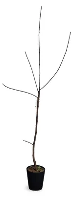 Produktbild von Diospyros kaki Vaniglia 160–200 cm – Vanille-Kaki Baum, winterharte Kakipflanze, exotischer Obstbaum für Garten, Kübel & Terrasse