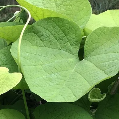 Produktbild von Pfeifenwinde - Aristolochia macrophylla  | 50-60 cm in Container