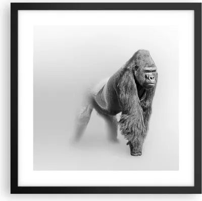 Produktbild von Gerahmtes Poster - Schwarzer Rahmen - Orang-Utan Tier - 40x40 cm - Wand Bild - Wanddeko - Wandbilder - Kunstposter - Wandposter - Bilderrahmen - Bilder - Kunstdruck - Wandbild - P2BAC40x40-4105