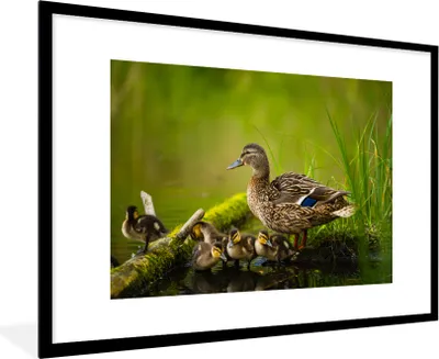 Produktbild von MuchoWow® Gerahmtes Poster Ente - Vögel - Wasser - Zweig - Moos 90x60 cm - Poster mit Schwarzem Bilderrahmen Wandposter Rahmen Foto Bilder - Wanddekoration - Fotos