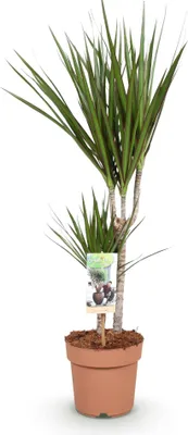 Zdjęcie produktu dla Dracaena Marginata - drzewo smocze - 17cm - wysokosc 70 - 80cm - latwa w