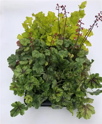 Produktbild von Heuchera Mix Set grün - Purpurglöckchen, 6 Töpfe a 12 cm - 6 Töpfe a 12 cm