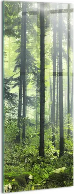 Produktbild von Designer Glasbild - Wandbild - Glas Bild - 50x125 cm - Landschaft Aus Bäumen Und Waldvegetation