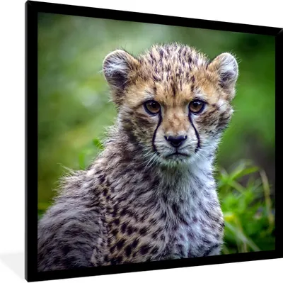 Produktbild von MuchoWow® Gerahmtes Poster Porträt eines Geparden 40x40 cm - Poster mit Schwarzem Bilderrahmen Wandposter Rahmen Foto Bilder - Mit Rahmen - Wanddekoration Schlafzimmer