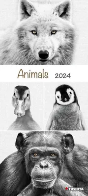 Produktbild von Animals 2024