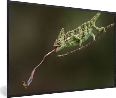 Produktbild von MuchoWow® MuchoWow® Gerahmtes Poster Chamäleon fängt Grashüpfer 90x60 cm - Poster mit zchwarzem Bilderrahmen - Fotorahmen - Foto-Plakat