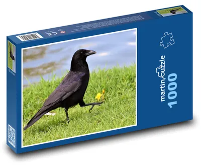 Obrázek produktu pro martinpuzzle - Puzzle 1000 - Vrána - pták, zvíře