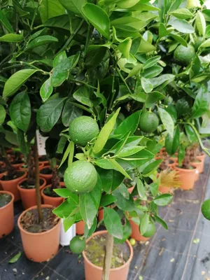 Produktbild von Citrus sinensis 140-170 cm mit Früchten - echte Orange - Apfelsine - Orangenbaum - Zitruspflanze