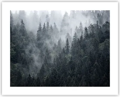 Produktbild von Poster - Poster ohne Rahmen - Wald Baum Natur - 50x40 cm - Wand Bild - Wanddeko - Wandbilder - Kunstposter - Wandposter - Bilder - Kunstdruck - Wanddekoration - Wandbild - P2XAA50x40-4074
