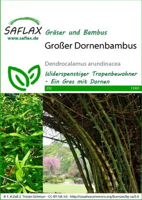 Image de SAFLAX  - Bambou géant épineux - 50 graines - Dendrocalamus