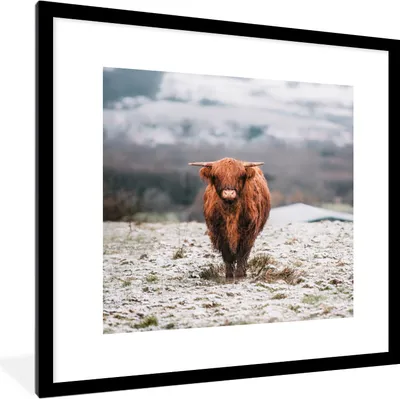 Produktbild von MuchoWow® Gerahmtes Poster Schottischer Highlander - Schnee - Berg 40x40 cm - Poster mit Schwarzem Bilderrahmen Wandposter Rahmen Foto Bilder - Poster - Plakat im Rahmen