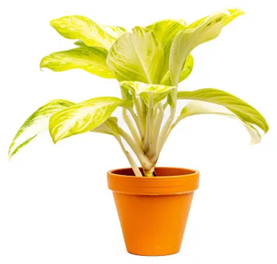 Obrázok produktu pre Gardners Aglaonema Arctic Lime, priemer 12 cm