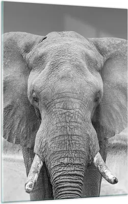 Produktbild von Bilder auf glas - Einteilig - Elefant Afrika Tier - 50x70cm - Glasbilder - Wandbilder - Bilder - zum Aufhängen bereit - Wanddekoration aus Glas - Glas Bilder - Wandbild auf Glas - GPA50x70-5072