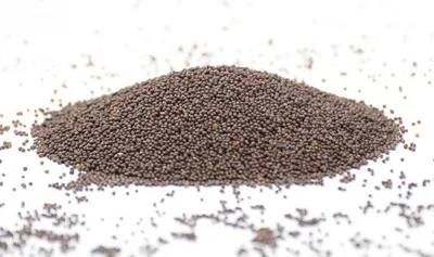 Produktbild von Senfsaat (ganz, schwarz / braun) - Senf Saat - Senfkörner - Senf Samen - 70g