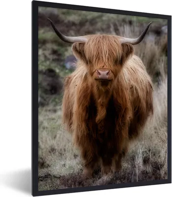 Produktbild von MuchoWow® Gerahmtes Poster Schottischer Hochländer - Moos - Gras 60x80 cm - Poster mit Schwarzem Bilderrahmen Wandposter Rahmen Foto Bilder - Premium - Wanddeko Wohnzimmer