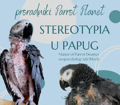 Zdjęcie produktu dla Poradnik ParrotPlanet - STEREOTYPIA - Poradnik Początkującego Papuziarza