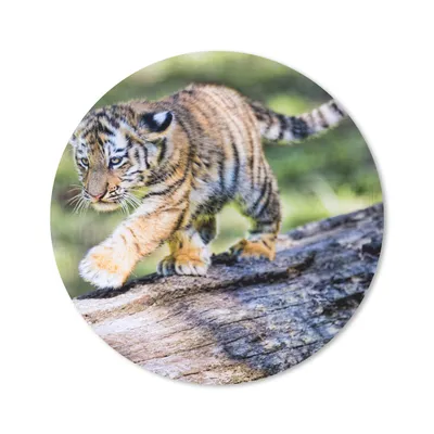 Produktbild von MuchoWow® Mauspad Mousepad Tiger - Junge - Baum 50x50 cm - Mousepads - Maus Mat - Pad - Mausunterlage - Vinyl