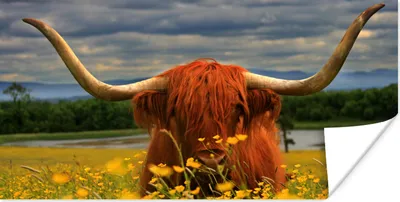 Produktbild von MuchoWow® Poster Schottischer Highlander - Tiere - Blumen 40x20 cm - Poster für die Wand - Poster Schlafzimmer