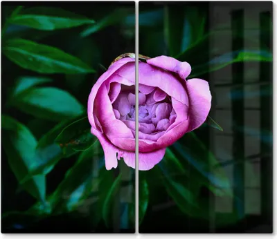 Produktbild von DEQORI Herdabdeckplatte Glas 2-tlg 'Rosa Blütenzauber' Abdeckplatte Küche Glaskeramikkochfeld Herd