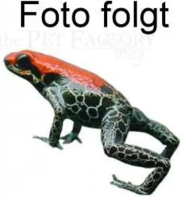 Produktbild von Epiphyllium angulifer Hängepflanze, pflegeleicht, Spätsommerblüte