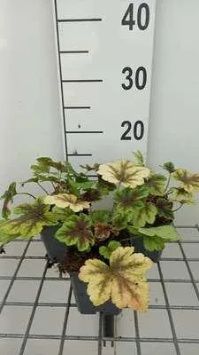 Produktbild von 6 x  Heucherella hybr. 'Golden Zebra'® - Bastardschaumblüte - Topf 9 x 9 cm