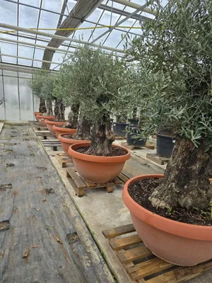 Produktbild von Olivenbaum Schale XL Olea europea bonsai winterhart 80-100 cm Stammumfang