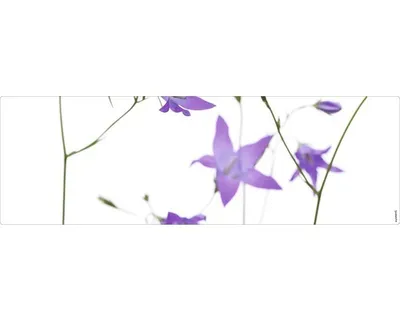 Produktbild von Badrückwand mySPOTTI aqua Glockenblume 140x45 cm